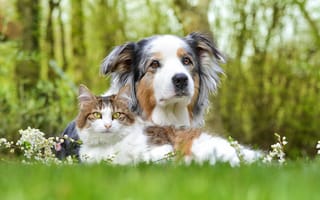 Картинка Собака и кот лежат на зеленой траве