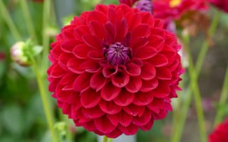 Картинка Красивый красный цветок георгин