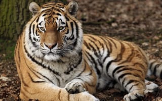 Картинка Строгий взгляд большого полосатого тигра