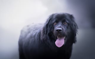 Картинка Большой черный пес с высунутым языком