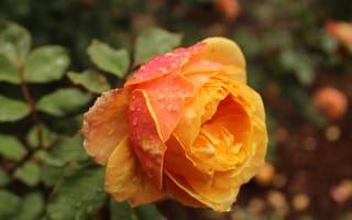 Картинка Оранжевая садовая роза в капельках росы