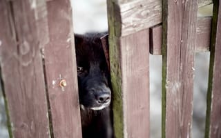 Картинка Любопытный черный пес заглядывает в щель в заборе
