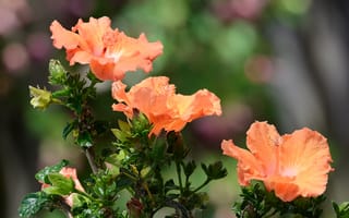 Картинка Три красивых оранжевых цветка гибискуса