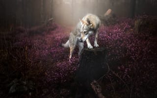 Картинка Суровый взгляд серого волка в лесу с сиреневыми цветами