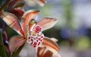 Картинка Экзотическая розовая орхидея крупным планом