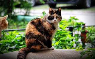 Картинка Красивая домашняя трехцветная кошка