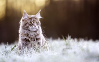Картинка Рыжий кот породы Мейн-кун сидит в покрытой инеем траве