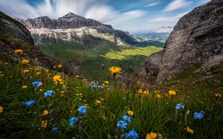 Картинка Полевые цветы на фоне гор под красивым голубым небом