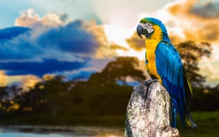 Картинка Большой сине - желтый попугай ара сидит на сухом дереве
