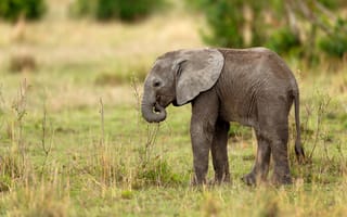 Обои Маленький серый слоненок идет по траве