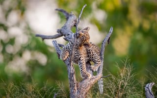Картинка Маленький милый леопард играет на сухом дереве