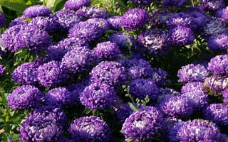 Картинка Фиолетовые летние цветы астры в саду