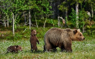 Картинка Большая бурая медведица с медвежатами гуляет по зеленой траве