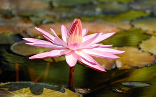 Картинка Красивая розовая водяная лилия в пруду