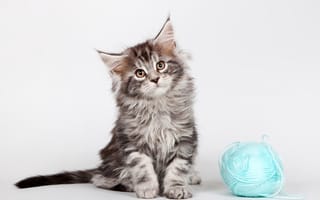 Картинка Серый котенок породы мейн- кун с клубком голубых ниток