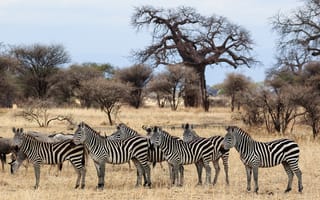 Картинка Стадо зебр пасется в африканской саванне