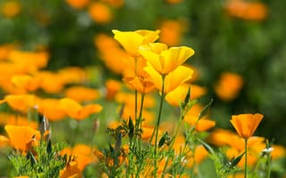 Картинка Красивые желтые летние цветы эшшольция калифорнийская