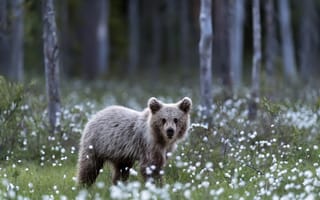 Картинка Маленький бурый медвежонок стоит на поляне с белыми цветами