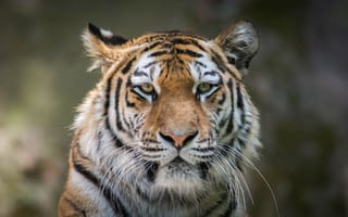 Картинка Морда большого серьезного тигра крупным планом