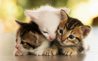 Картинка Три маленьких котенка греют друг друга
