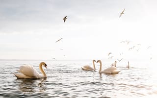 Картинка Красивые белые лебеди - шипуны плавают в озере