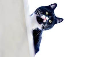 Картинка Черно-белый кот выглядывает из-за угла на белом фоне