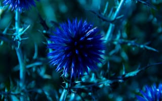 Картинка Красивые полевые синие цветы Мордовник шароголовый