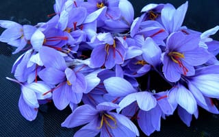 Картинка Красивые фиолетовые цветы шафран