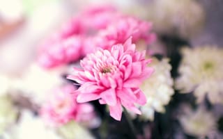 Обои Нежный розовый цветок хризантемы крупным планом