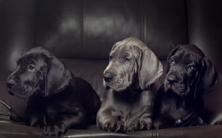 Картинка Три милых черных щенка немецкого дога