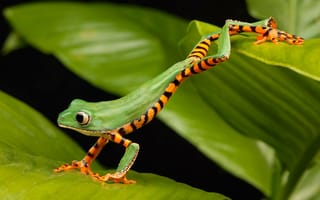 Картинка Зеленая лягушка с большими глазами сидит на листе