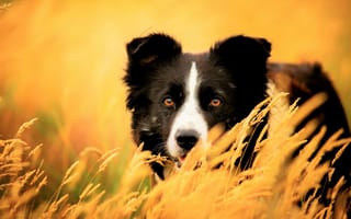Картинка Собака породы бордер колли сидит в сухой траве
