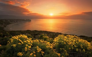 Картинка Желтые цветы на берегу океана на закате солнца