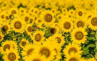 Картинка Поле солнечных цветущих подсолнухов летом