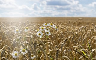 Картинка Ромашки растут на поле желтой пшеницы