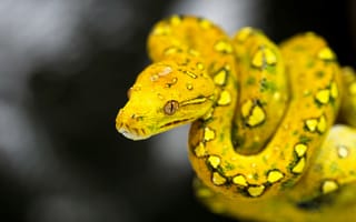 Картинка Красивая желтая змея
