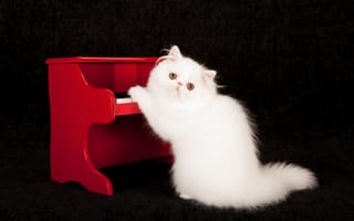 Картинка Белый пушистый кот с красным пианино на черном фоне