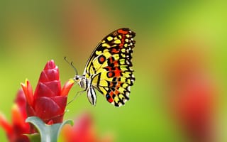 Обои Бабочка сидит на красном цветке имбиря