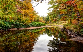 Картинка Деревья отражаются в воде лесного озера осенью