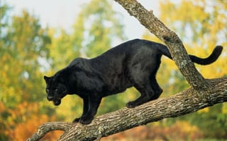 Картинка Грозная черная пантера стоит на ветке дерева