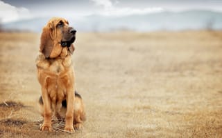 Картинка Грустная собака породы бладхаунд сидит на сухой траве