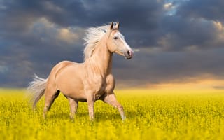 Картинка Красивая лошадь скачет по полю с желтыми цветами на фоне красивого неба