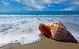 Картинка Красивая большая ракушка лежит на песке у океана