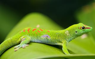Картинка Красивый зеленый геккон на зеленом листе