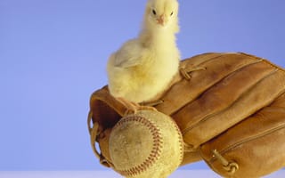 Картинка Маленький желтый цыпленок с бейсбольной перчаткой и мячом