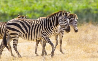 Обои Полосатые зебры гуляют по сухой траве