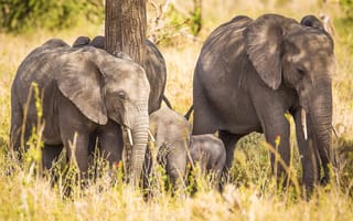 Картинка Семья больших серых слонов у дерева