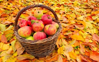 Картинка Корзина красивых красных яблок стоит на желтой опавшей листве осенью