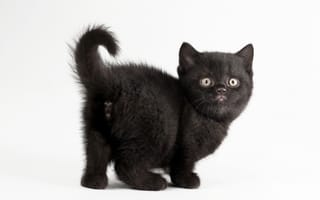 Картинка Красивый черный котенок на белом фоне