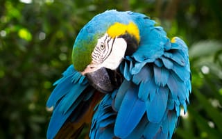 Картинка Большой попугай сине-жёлтый ара